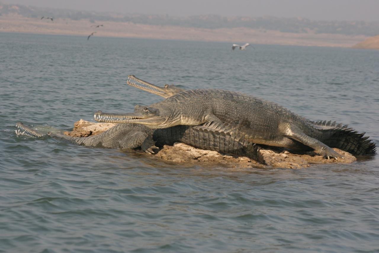 Mela Kothi - The Chambal Safari Lodge Bah Экстерьер фото