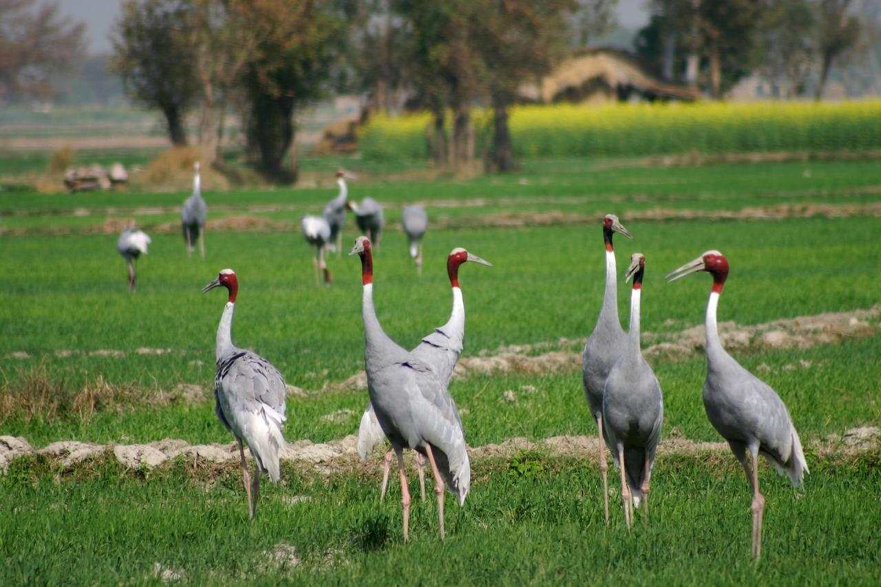 Mela Kothi - The Chambal Safari Lodge Bah Экстерьер фото