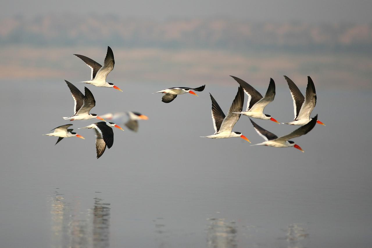 Mela Kothi - The Chambal Safari Lodge Bah Экстерьер фото